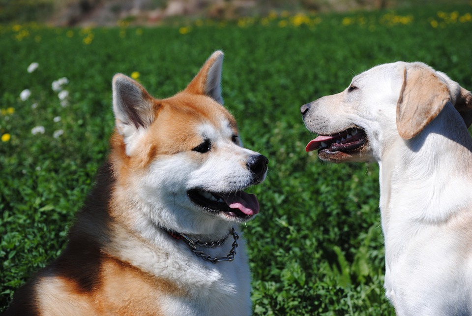 Il padrone risponde anche dal punto di vista penale del disturbo arrecato dal suo cane se questo abbaia troppo